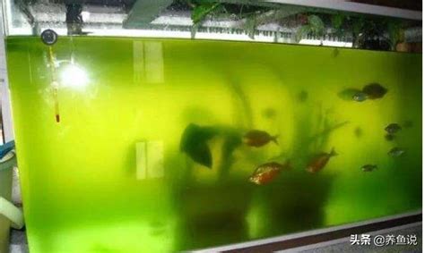 地火水風空 魚缸綠水好嗎